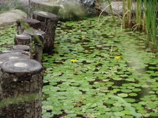 물고기들의 안식처가 되어준 생태연못을 덮은 노랑어리 연꽃