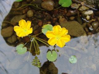 생태연못안에서 활짝 핀 노랑어리 연꽃
