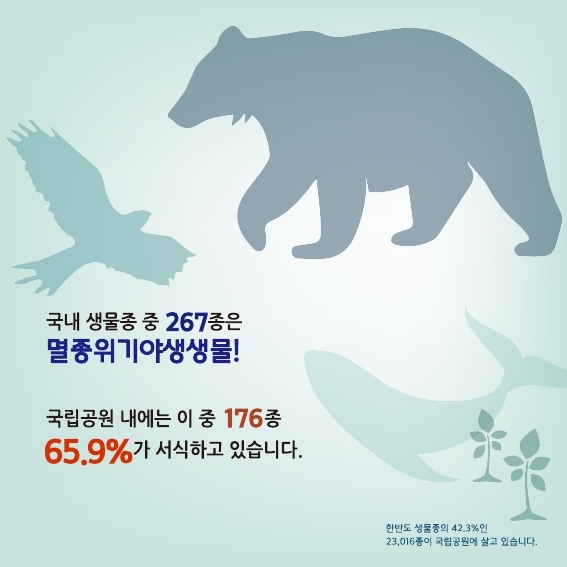 국내 생물종 중 267종은 멸종위기야생생물!
국립공원 내에는 이 중 176종 65.9%가 서식하고 있습니다.
한반도 생물종의 42.3%인 23,016종이 국립공원에 살고 있습니다.