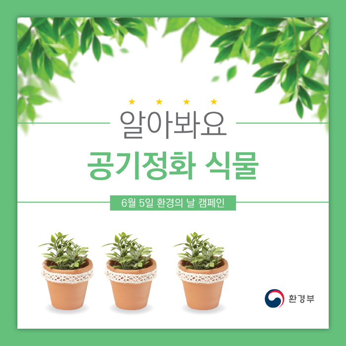 알아봐요 공기정화 식물 6월 5일 환경의 날 캠페인