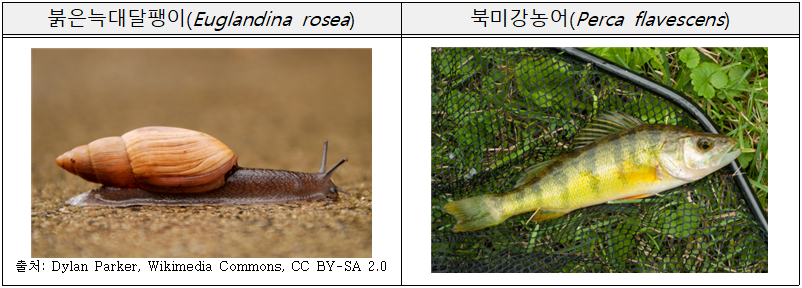 붉은늑대달팽이(Euglandina rosea)  북미강농어(Perca flavescens)    출처: Dylan Parker, Wikimedia Commons, CC BY-SA 2.0