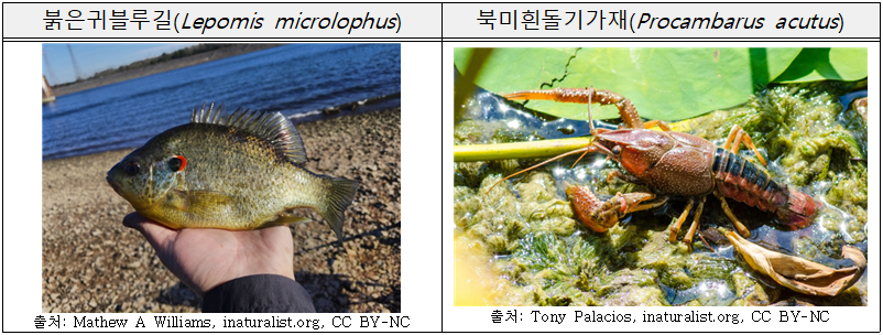 붉은귀블루길(Lepomis microlophus)  북미흰돌기가재(Procambarus acutus)    출처: Mathew A Williams, inaturalist.org, CC BY-NC    출처: Tony Palacios, inaturalist.org, CC BY-NC