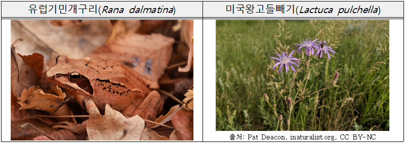 유럽기민개구리(Rana dalmatina)  미국왕고들빼기(Lactuca pulchella)      출처: Pat Deacon, inaturalist.org, CC BY-NC