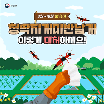 환경부 3월~10월 불청객 청딱지개미반날개 이렇게 대처하세요!