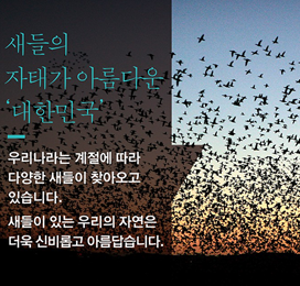 새들의 자태가 아름다운 대한민국