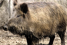 ASF 바이러스의 숙주동물 - 유라시아 멧돼지, 국내서식종
