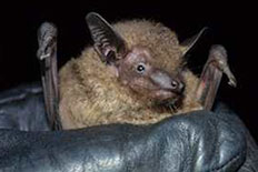 광견병의 숙주동물 - 문둥이 박쥐