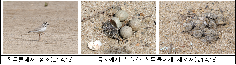 흰목물떼새 성조('21.4.15)  둥지에서 부화한 흰목물떼새 새끼새('21.4.15)