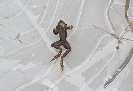 무등산국립공원에서는 1월말부터 날씨가 계속 따뜻해지면서 개구리들이 동면에서 깨어났다가 이후 다시 추워지면서 얼어 죽은 채 발견됐다.