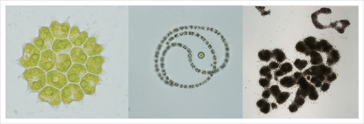▲ 현미경으로 본 여러가지 조류(algae, 藻類)의 모습