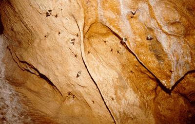 두룬이굴 2에서 관찰되는 야생동굴의 섭식흔적2