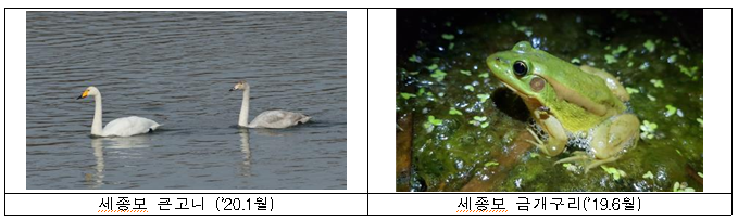 좌: 세종보 큰고니월(20.2월) / 우: 세종보 금개구리(19.6월)