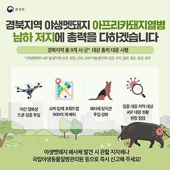 환경부 경북지역 야생멧돼지 아프리카돼지열병 남하 저지에 총력을 다하겠습니다 경북지역 총 9개 시·군* 대상 총력 대응 시행 * (야생멧돼지 ASF 발생지역) 상주, 영천, 군위, (ASF 비발생지역) 김천, 구미, 칠곡, 청도, 경산, 경주 야간 열화상 드론 집중 투입 GPS 탑재 포획트랩 900여 개 배치 폐사체 탐지견 투입 강화 집중 대응 지역 대상 ASF 대응 현황 현장 점검 야생멧돼지 폐사체 발견 시 관할 지자체나 국립야생동물질병관리원 등으로 즉시 신고해 주세요!