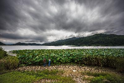 2019년 제17회 아름다운 한강사진공모전 (최우수상 : 초록의 연잎군락) 섬네일 이미지 1