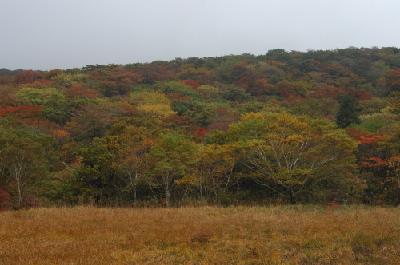 가을의 용늪 섬네일 이미지 2